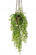 Ficus pumila hanging bush x6 80cm in tc hanging pot aged 16cm